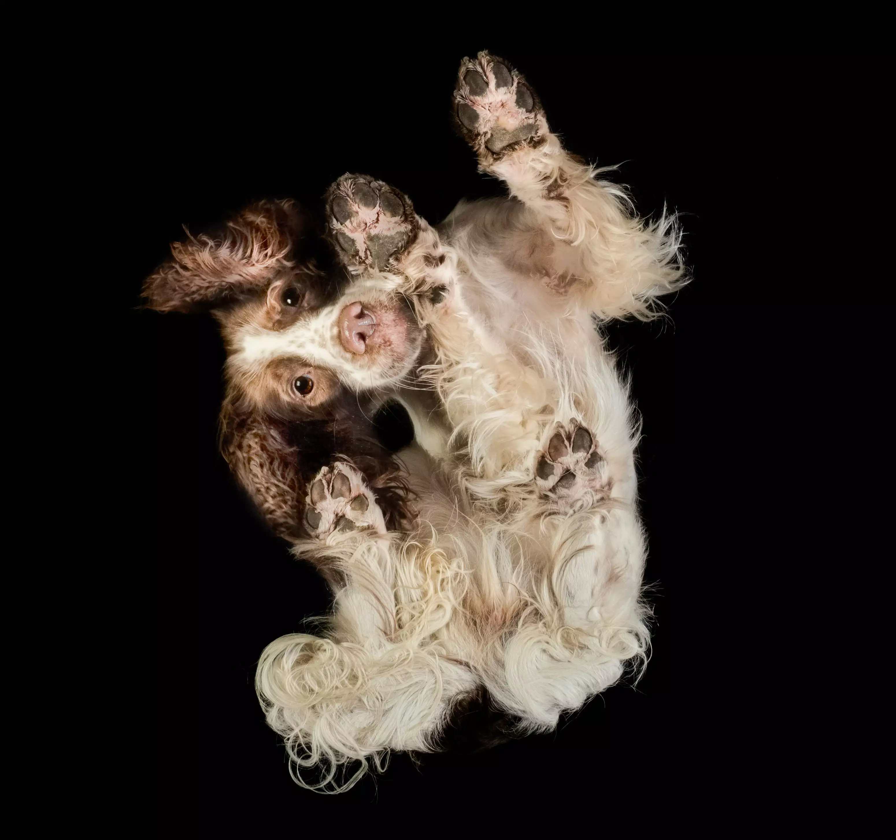 The outcome can make some dogs look like they're suspended in air or flying, making for unique shots. (