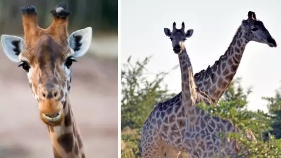 Chester Zoo Needs Someone To Look After The Giraffes - Want The Job?