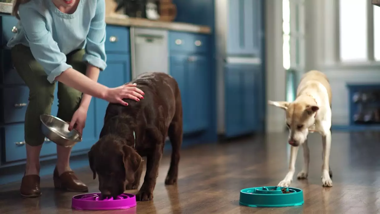 The bowls feature raised edged and complex patterns to slow down your dog's eating time (