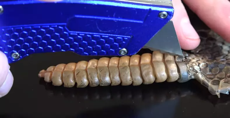 Video Reveals What's Actually Inside A Rattlesnake's Rattle