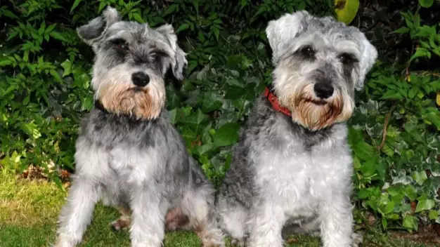 Owners Find Missing Dogs By Barbecuing Sausages And The World Smiles