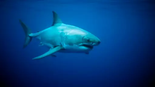 Expert Claims There Is A Great White Shark 'Hunting' Off British Shores
