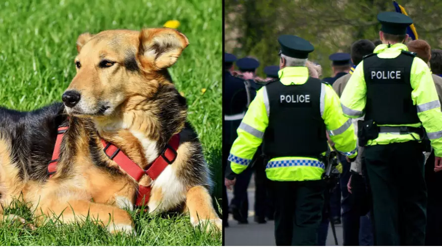 Dog Accused Of 'Racist Hate Crime' For Pooing Outside Someone's Front Door