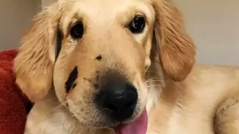 Puppy Bitten On Face By Rattlesnake Awarded 'Dog Of The Year'