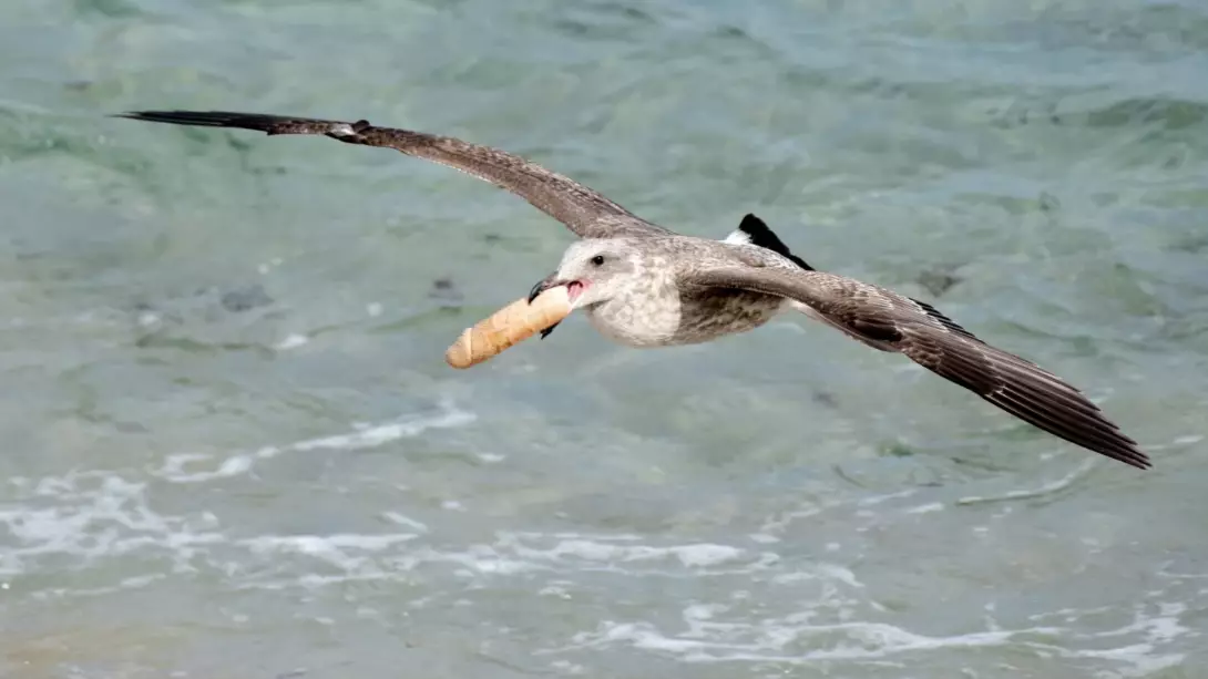 Wildlife Photographer Shocked To Find Flock Of Seagulls Playing With A Dildo