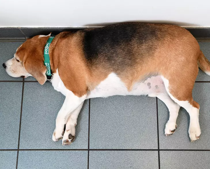 Luigi the Beagle was 2019's Pet Fit Club Champ. After this picture was taken he lost 8.7kg (1st 5lb) - 30% of his bodyweight! (