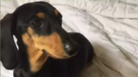 Owner Defends Dog After It Mauls A Dachshund To Death In Park