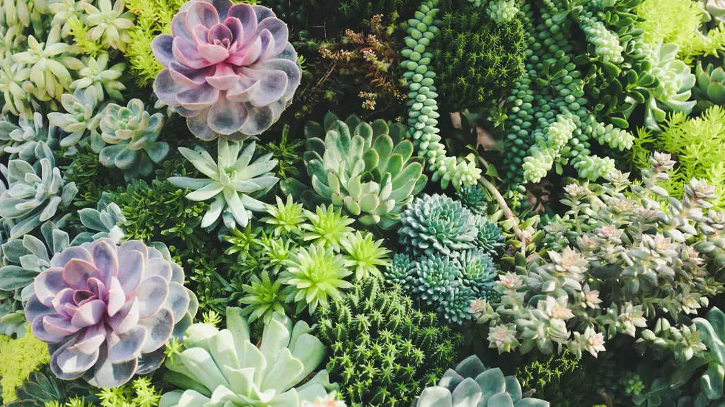 People Are Turning Glass Tables Into Succulent Gardens