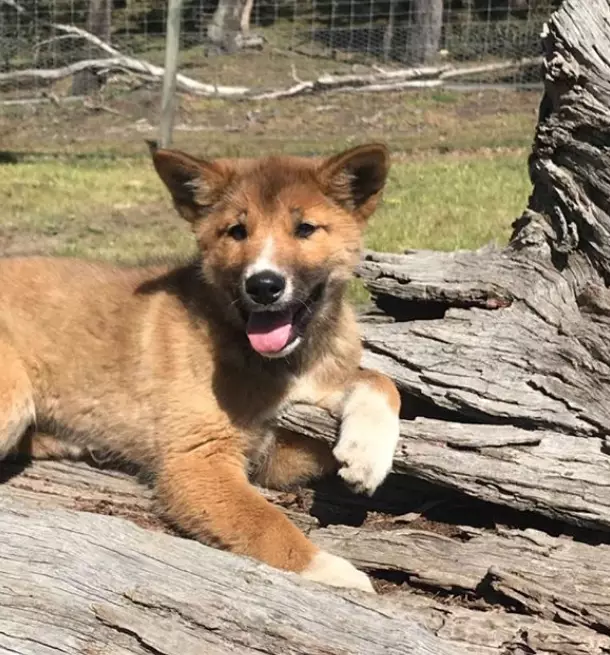 He will now live at Australian Dingo Foundation's sanctuary and become part of its breeding programme.