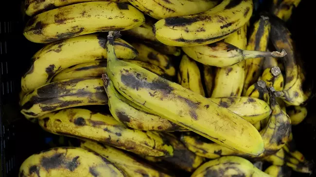 Scientists Are Working To Stop Tropical Disease Putting Bananas On The Brink Of Extinction