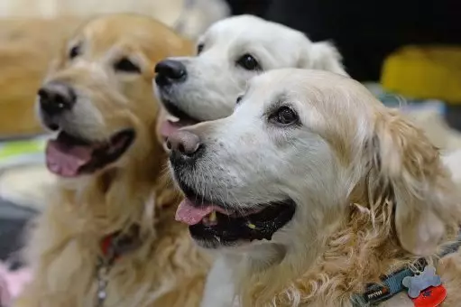 Dog's Love For You Might Be Genetic According To Scientists