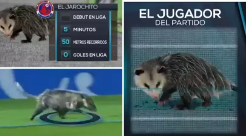 Possum Invades The Pitch During Mexican League Game, Wins ‘Man Of The Match’
