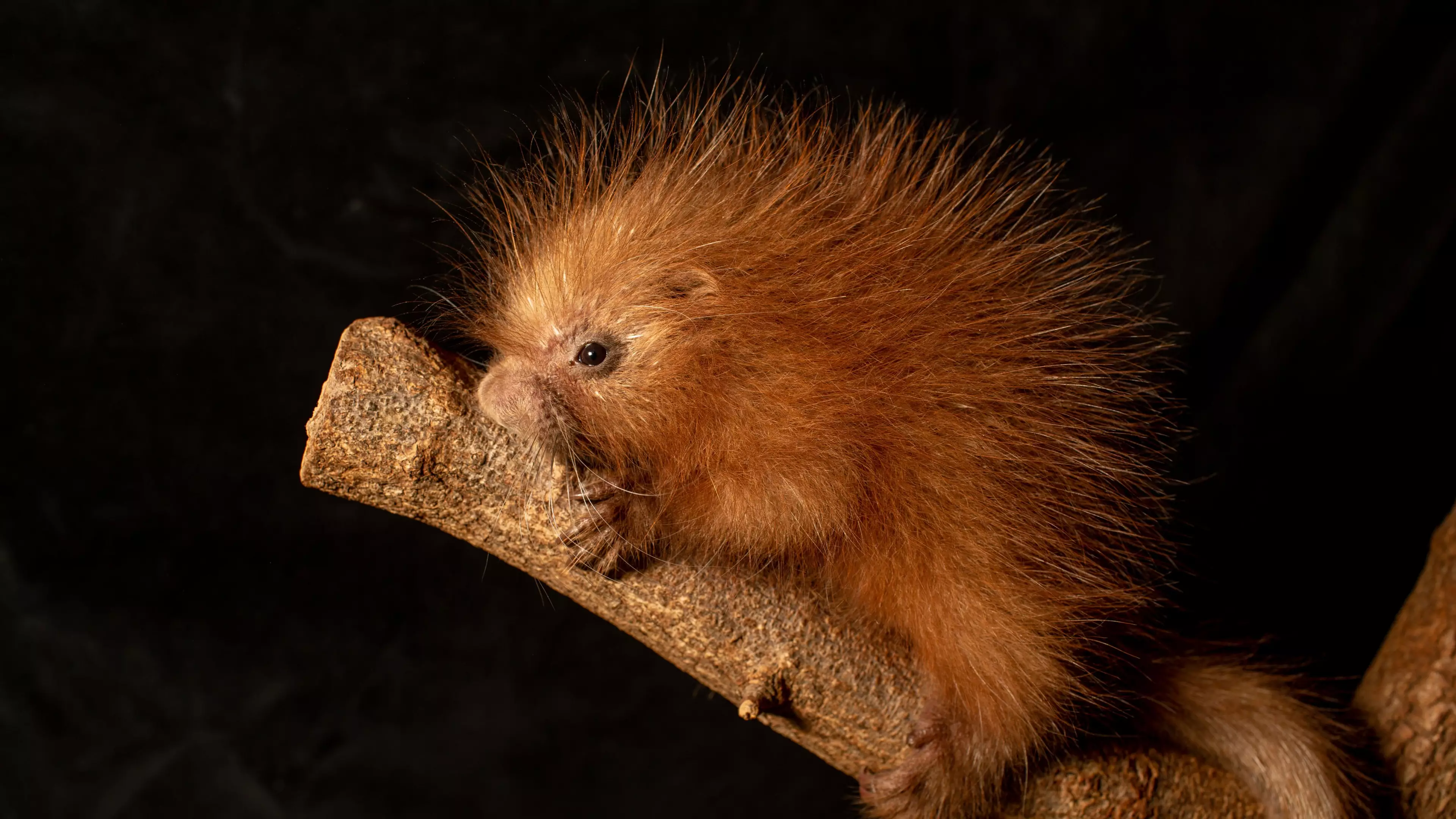 Zoo Names Its Baby Porcupine Quilliam And We Can't Cope