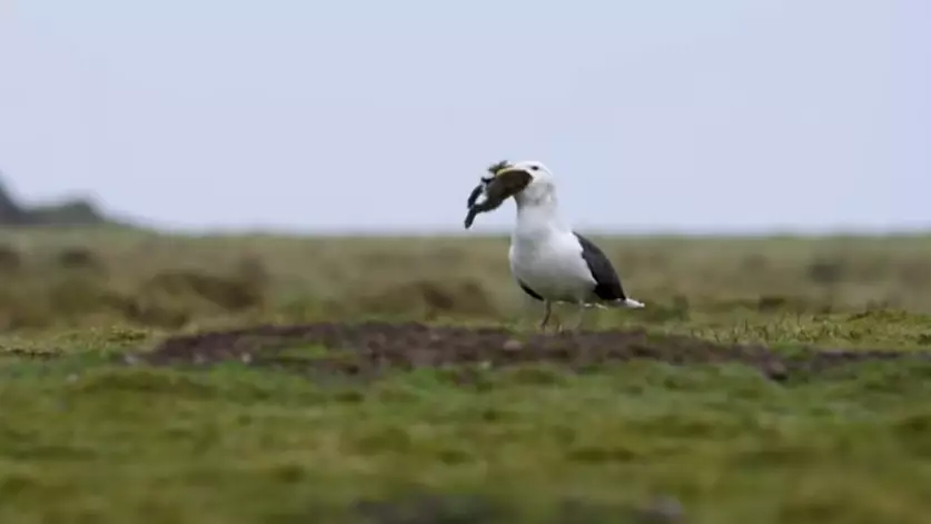 Photographer Captures Savage Moment Seagull Swallows Rabbit Whole 