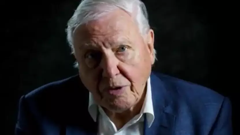 David Attenborough's New Netflix Documentary Leaves Viewers Distraught