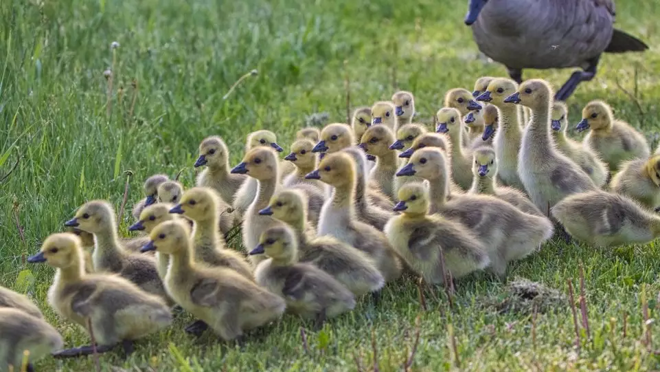 'Nanny Goose' Takes 51 Goslings For A Swim