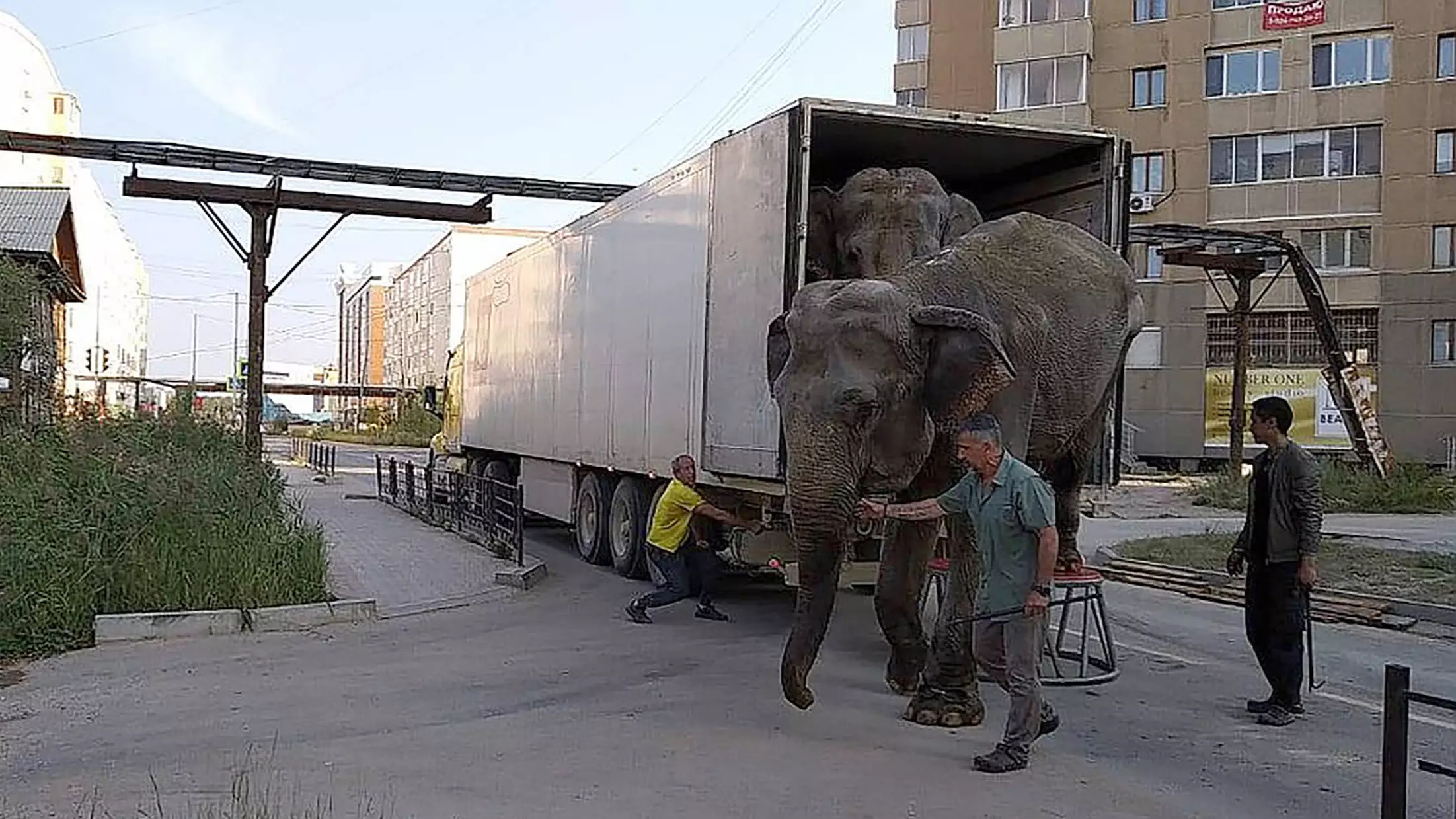 Elephants In Russia Forced To Travel '10,000 Miles' In Circus