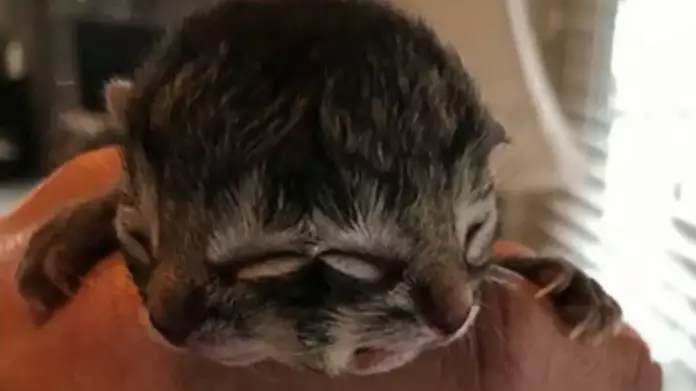 Kitten Born With Two Faces Has Sadly Died