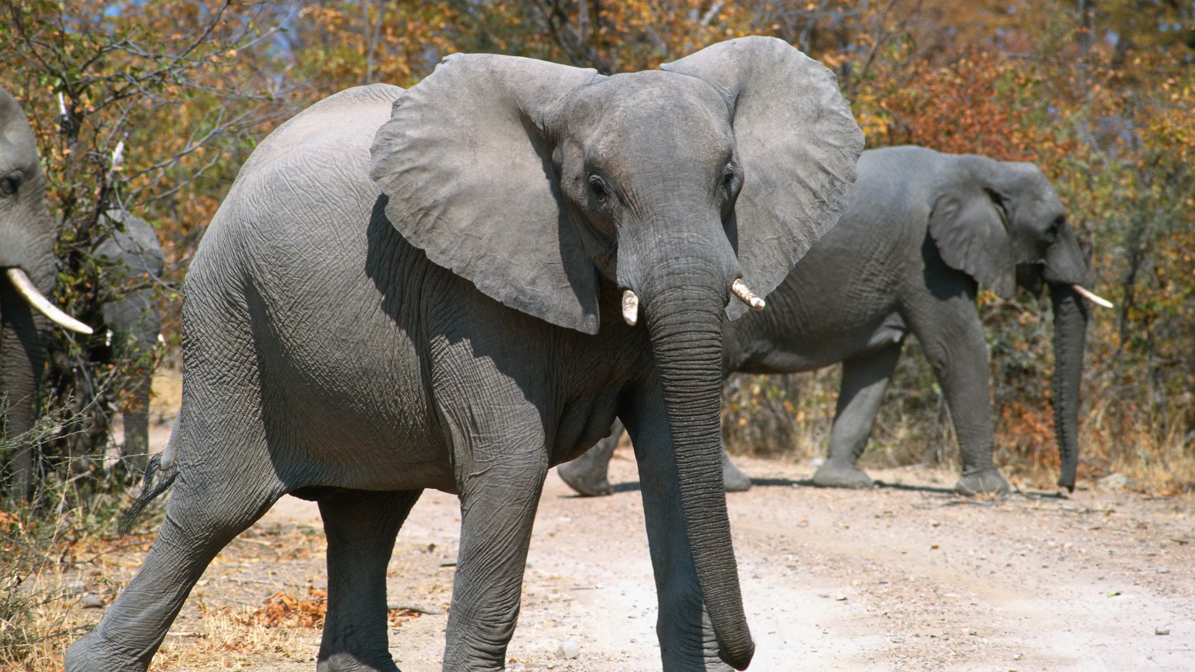 African Wildlife Reserve Reveals Zero Elephants Have Been Killed By Poachers In A Year