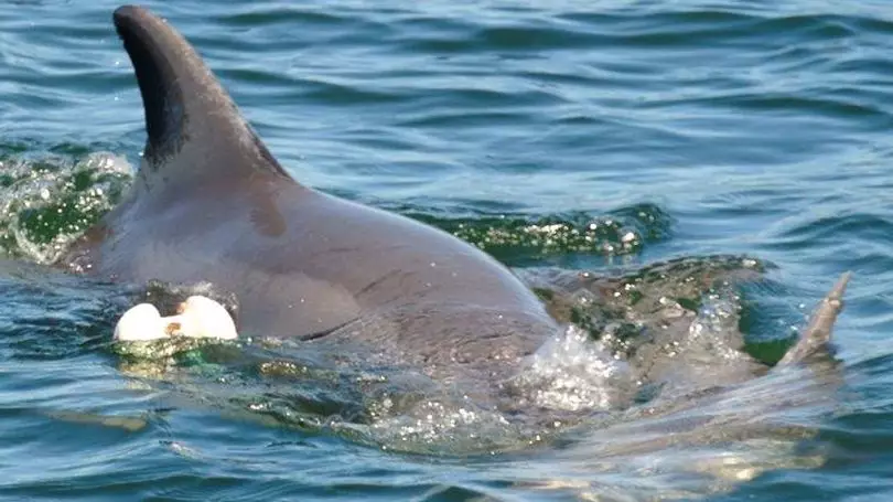 Grieving Dolphin Carries Her Dying Baby After Getting Caught Up In Crab Net