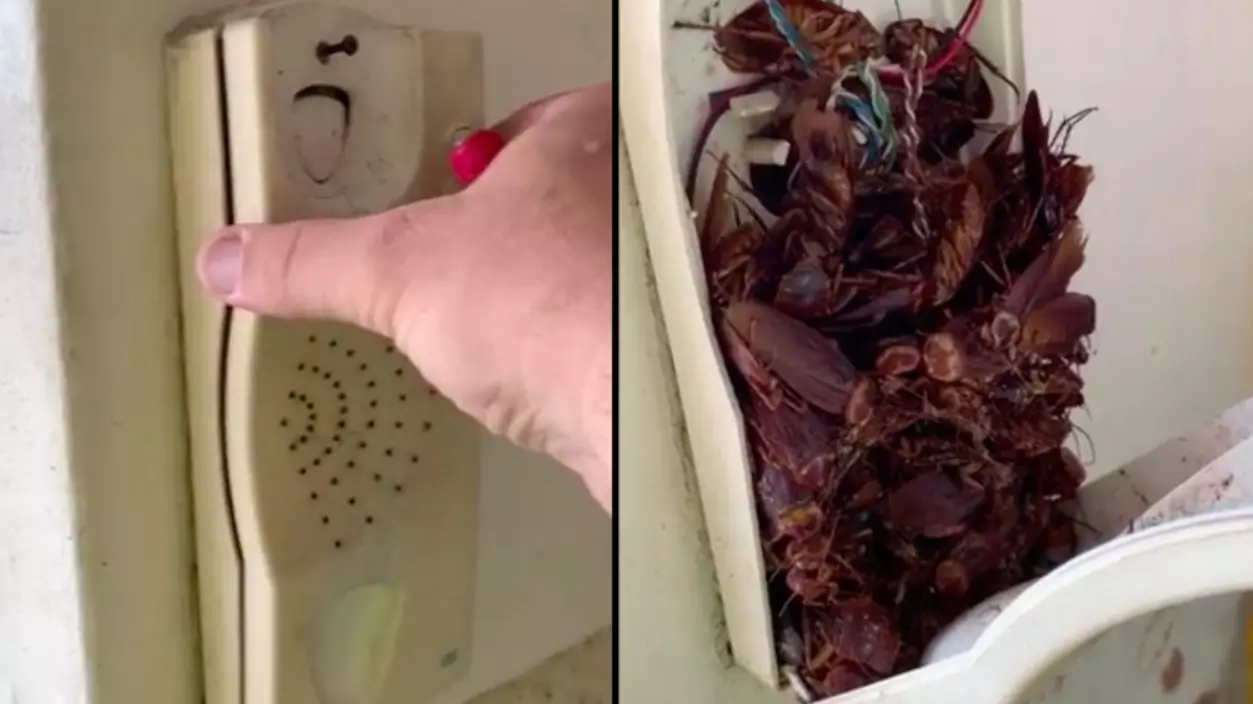 Man Discovers Dozens Of Dead Cockroaches In A Landline