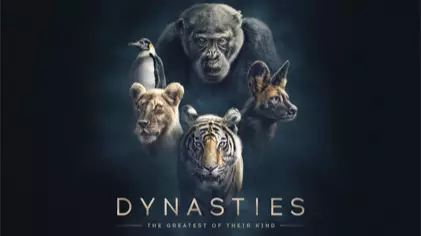 First Footage Of Sir David Attenborough's New Series 'Dynasties' 