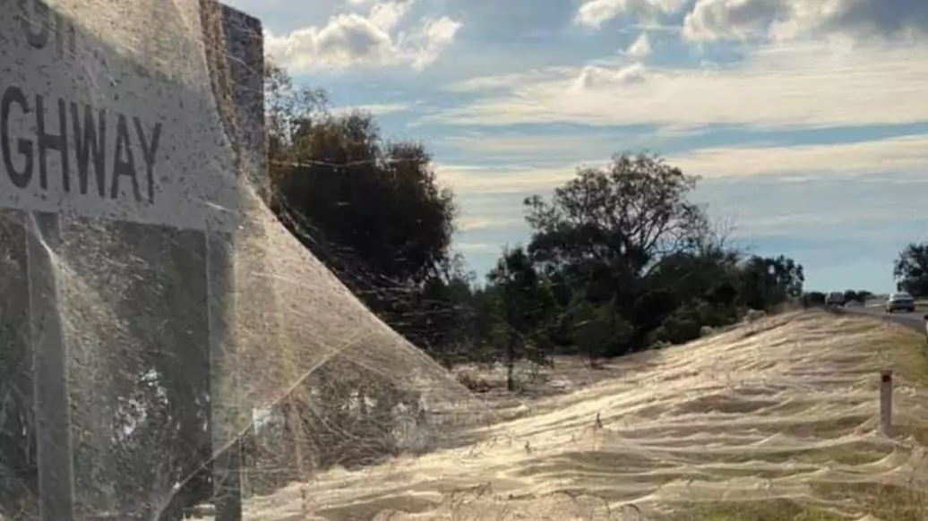 Photos Show 'Spider Apocolapyse' After Australian Floods