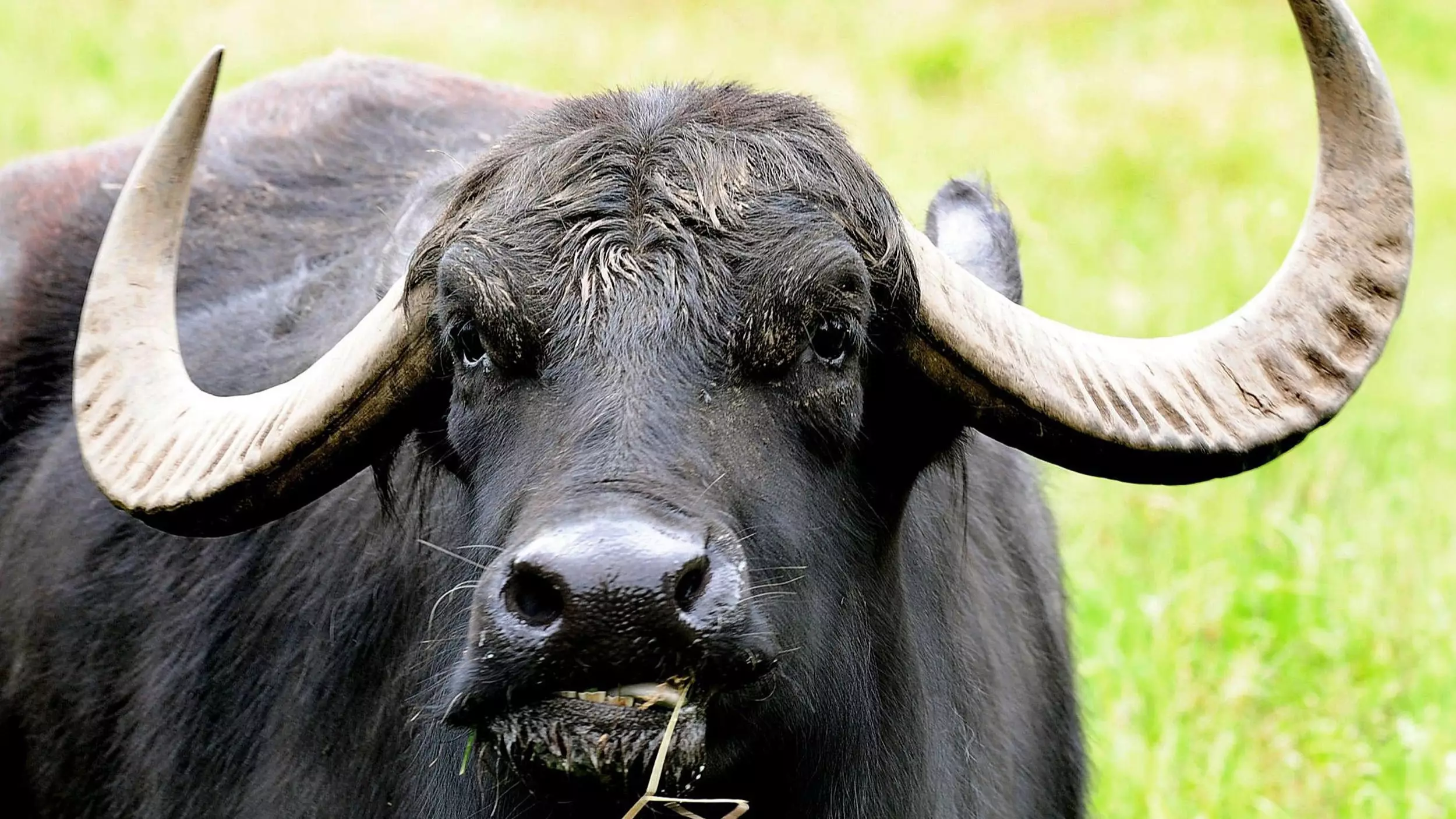 One Person Dead And Two Injured In Water Buffalo Attack In Wales 