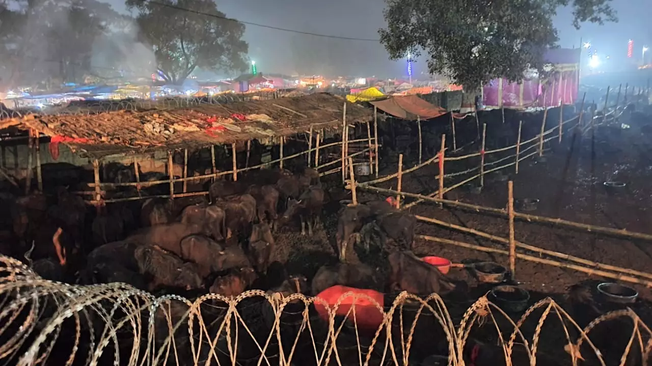 World’s Biggest Animal Sacrifice Festival Begins In Nepal With Death Of 3,500 Buffalo