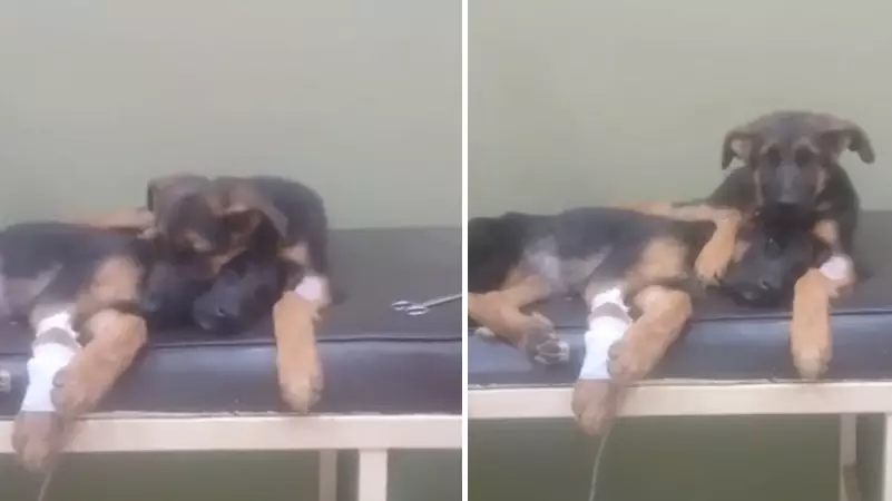 Adorable Puppy Refuses To Leave Poorly Sister's Side During Trip To The Vets