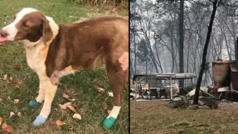 Dog Badly-Burned After Being Abandoned During Wildfire Found Guarding Neighbour's Home 