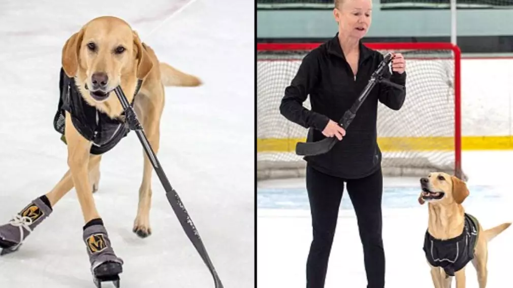 Ice Skating Dog Shows Off Skills After Being Taught By Figure Skater Who Saved Him From Death