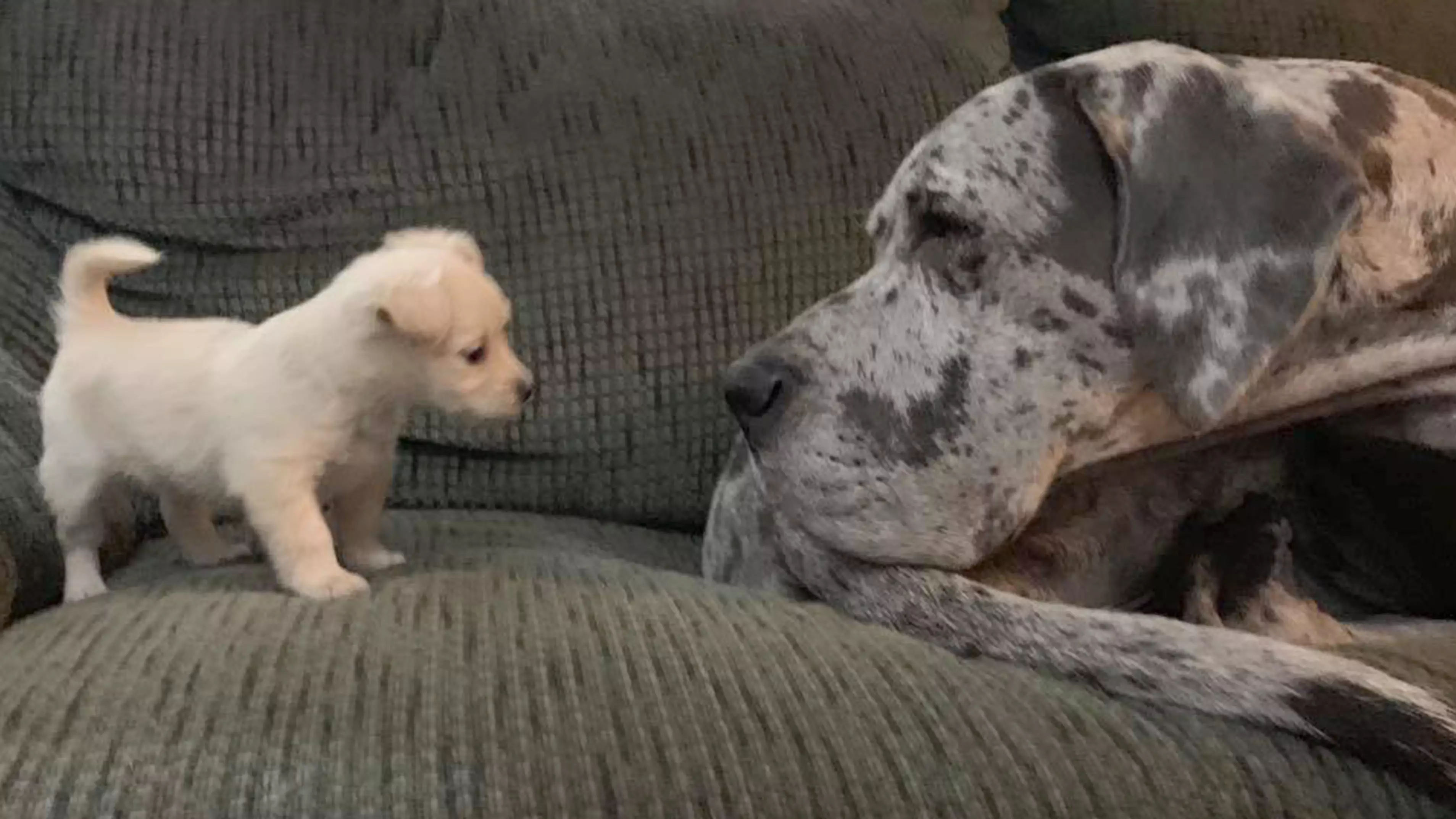 Tiny Chihuahua And Gigantic Great Dane Become Unlikely BFFs