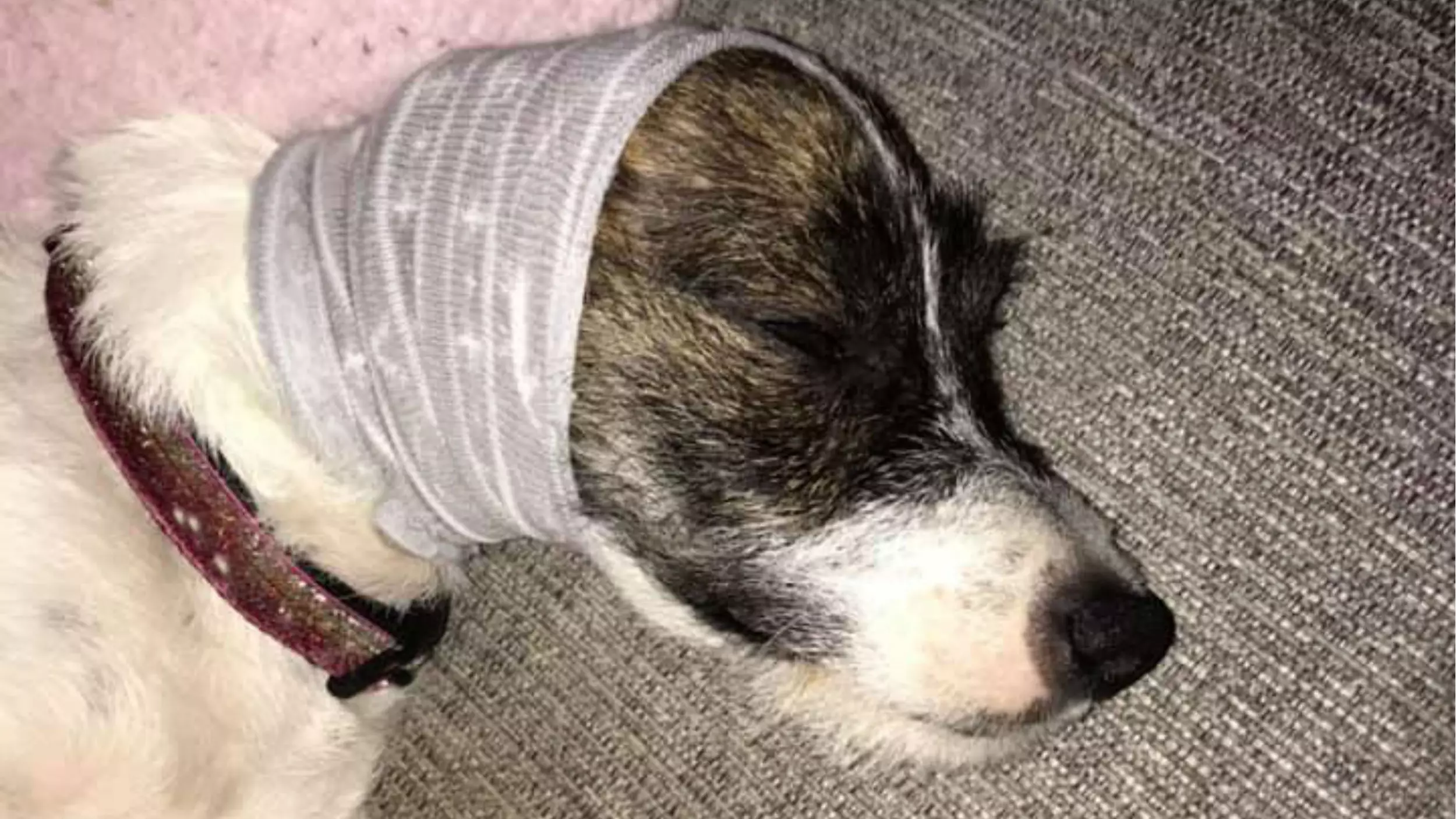 Dog Owner Shares Cost-Free Hack To Help Soothe Pets On Bonfire Night