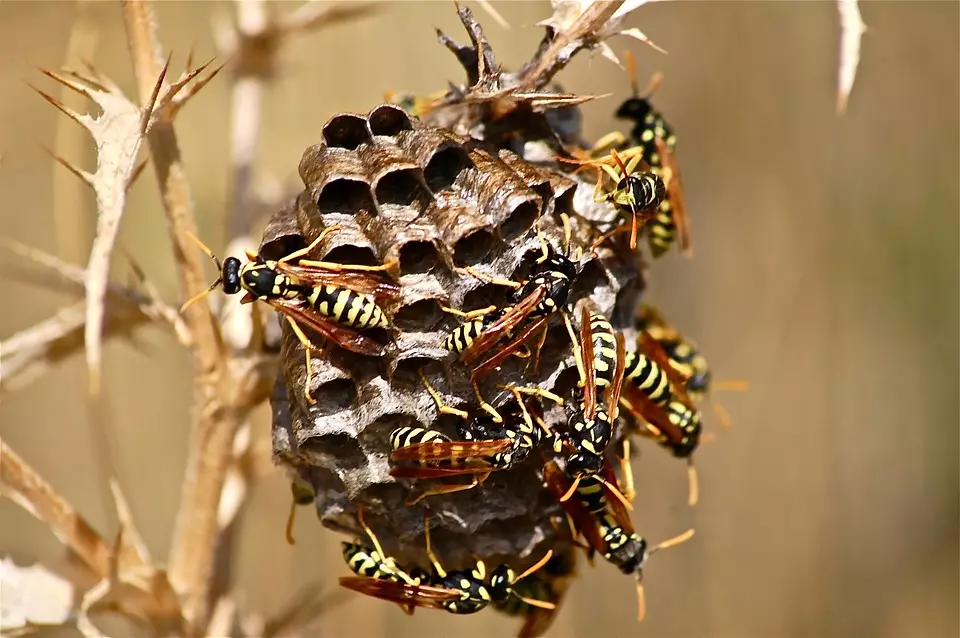 Killer hornets can eat up to 50 bees in a day (
