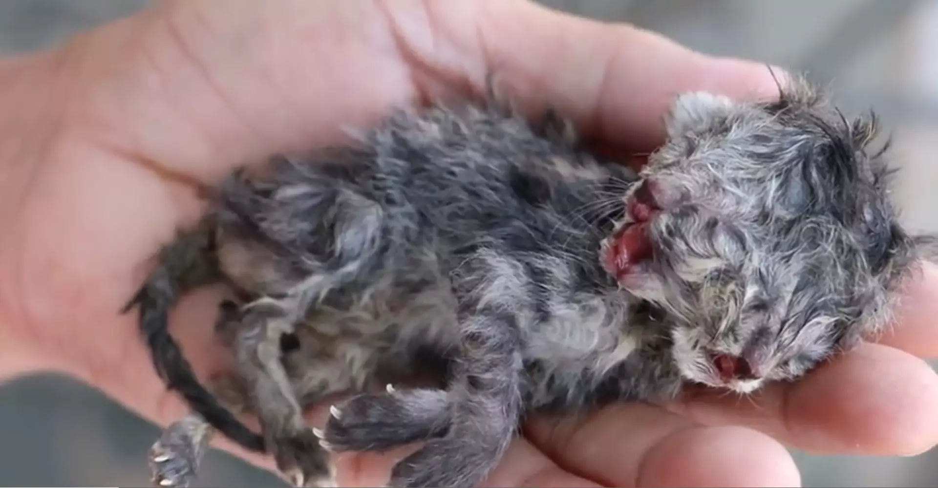 The kitten had CPR after birth to keep it alive.