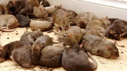 Mayor Of New York Reveals $32m Plan To Rid City Of Rats