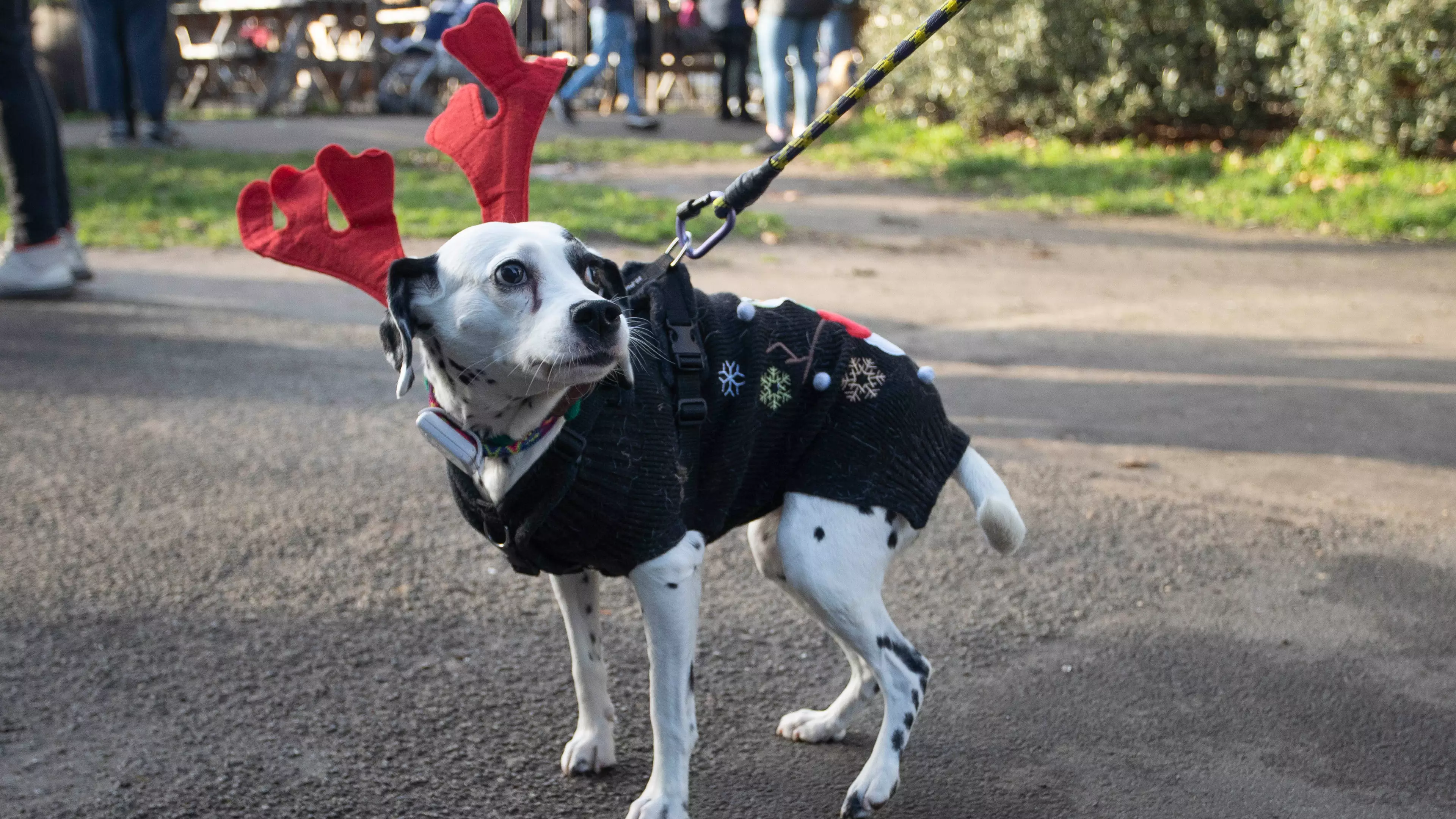 The World Record Attempt For Biggest Gathering Of Dogs In Christmas Jumpers Has Been Smashed