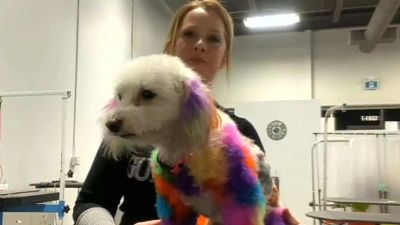 Woman Blasted For Dyeing Her Dog's Hair Different Colours