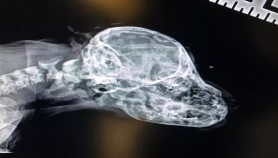 X-rays showed the tail isn't connected to anything internally.