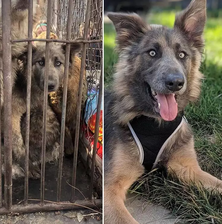 This pooch went from a meat truck in Harbin to a new life in America.