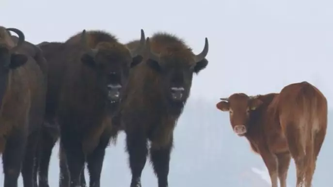 Cow Escapes From Farm And Goes To Live With Herd Of Bison