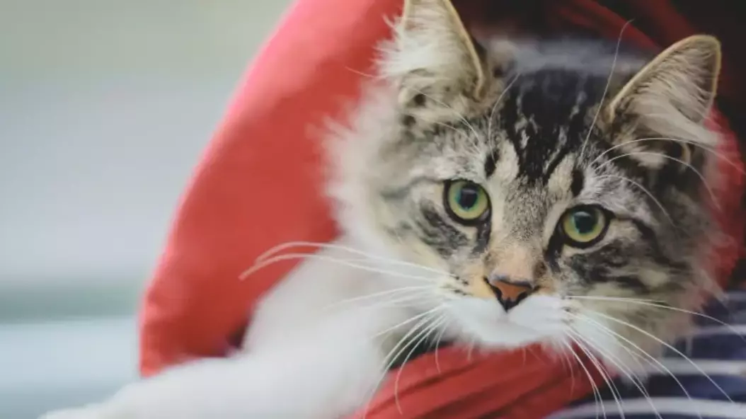 Cat Reunited With Family After Accidentally Being Shipped Across Canada