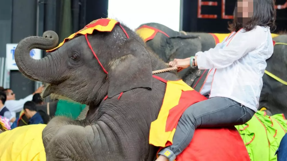 Elephants Stabbed With Hooks In ‘Crush’ Training For Tourists