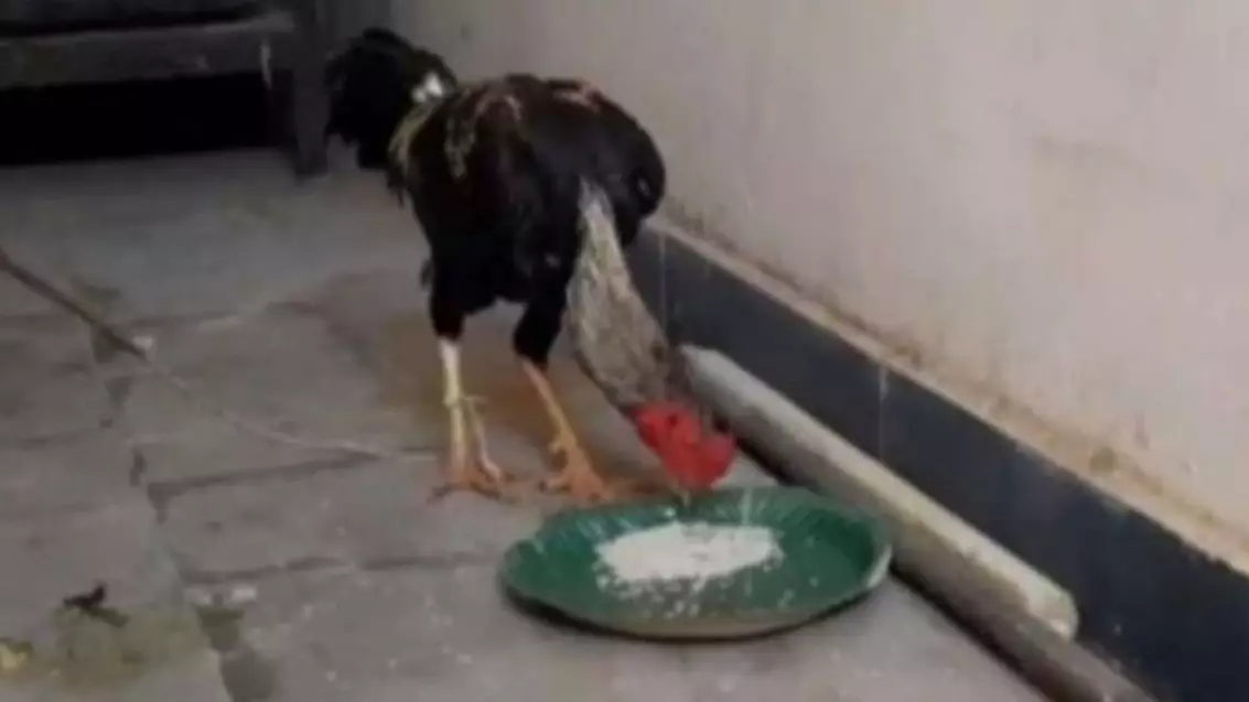 Rooster To Be Produced In Court As Evidence After Killing Owner In Cockfight