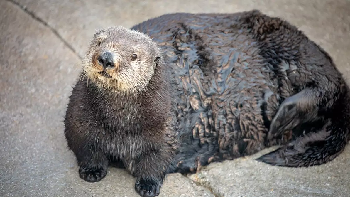 Aquarium Apologises For Offensively Calling Otter 'Thicc'