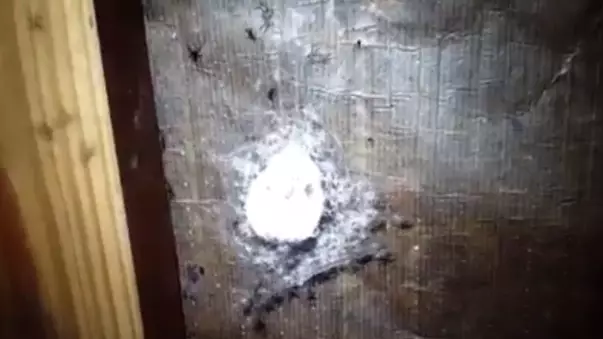 This Terrifying Spider Infestation Had a Foot Long Creepy Crawly 
