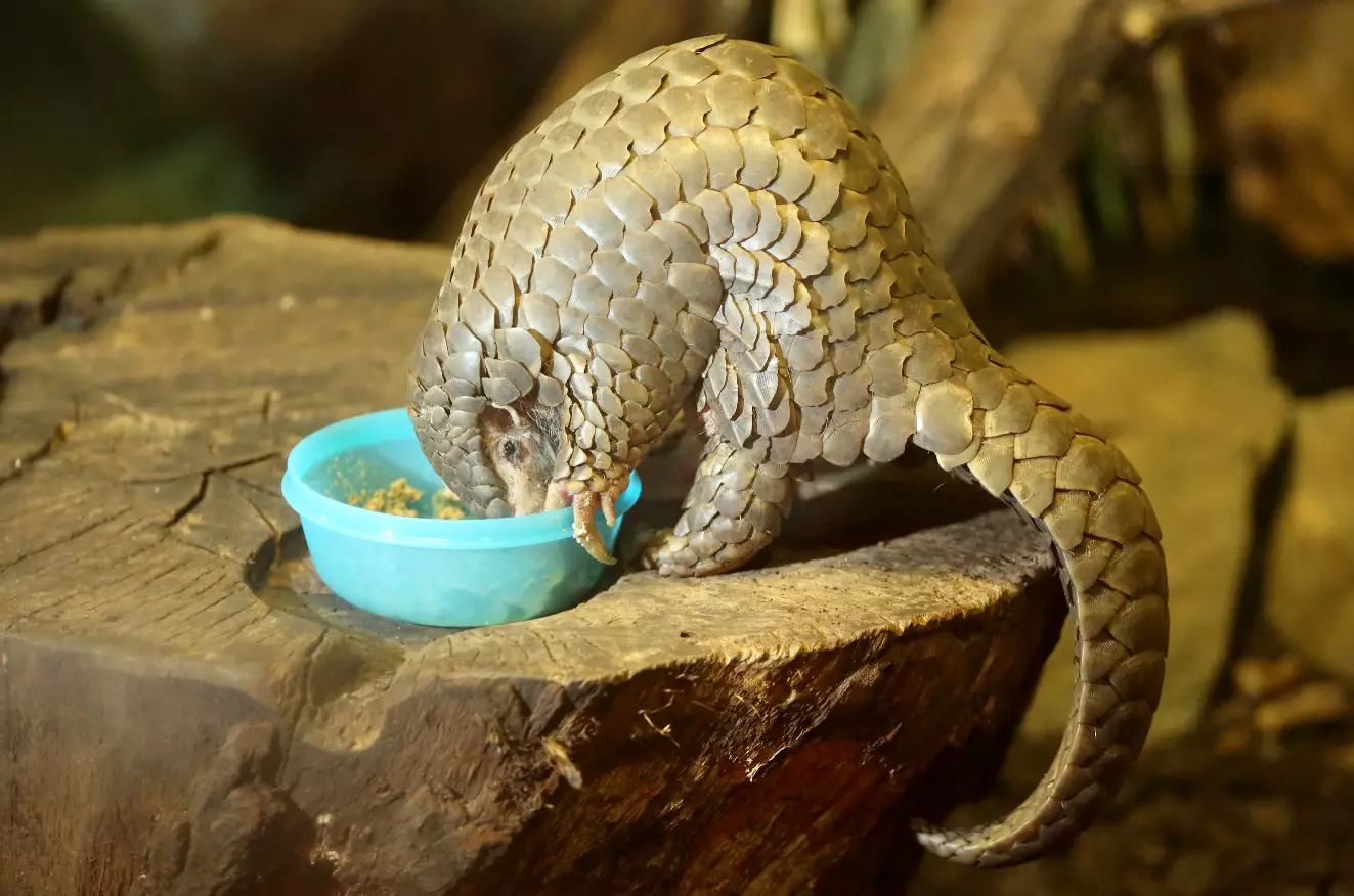A pangolin at a zoo in Leipzig, Germany.