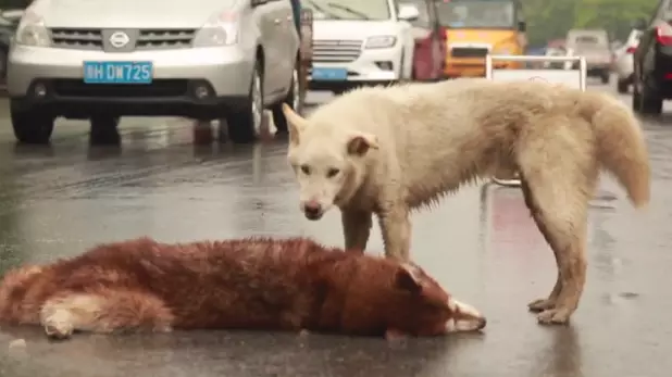Loyal Dog Tries To Revive Friend After It Was Hit By A Car
