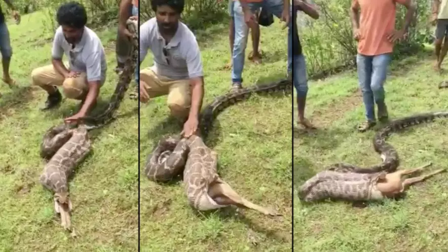 Python Spits Out Baby Deer In Horrifying Footage